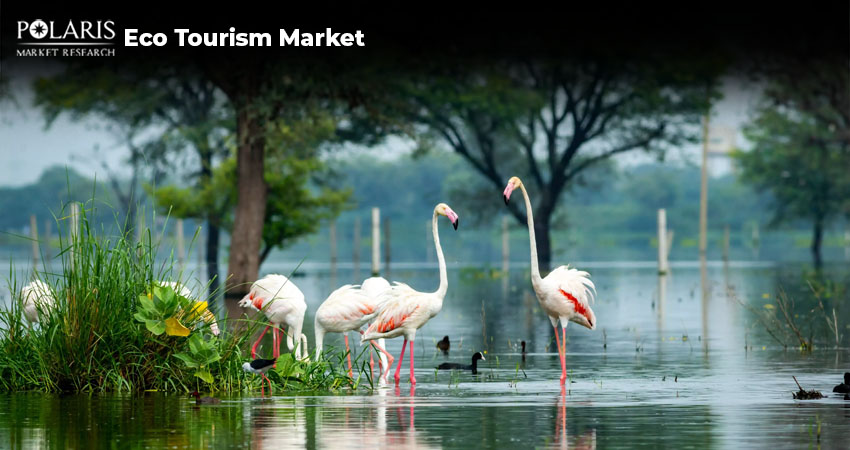 Promoting Travel Sustainability With the Ecotourism Market 